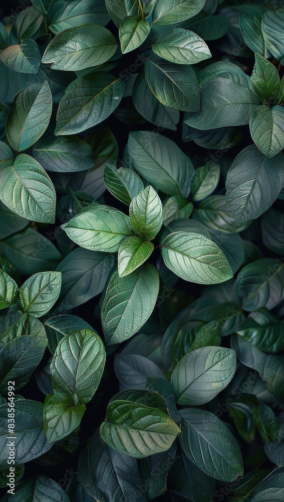 Lush Green Leaves Close Up in a Garden Setting Lush Green Leaves Close Up in a Garden Setting