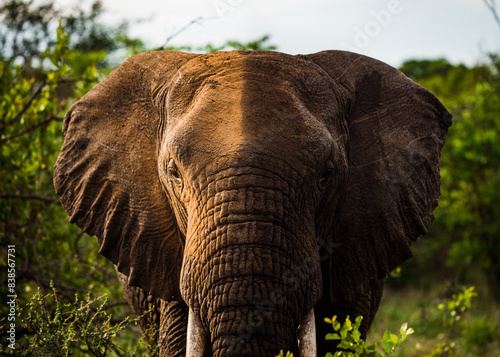 Portrait of elephant flaring ears