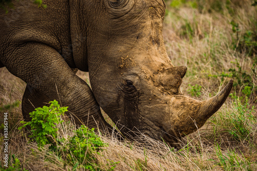Old and scarred rhinoceros grazing side portrait 