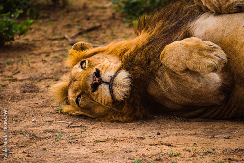 Playful Male lion lying down