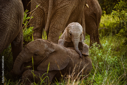 Baby elephant playing