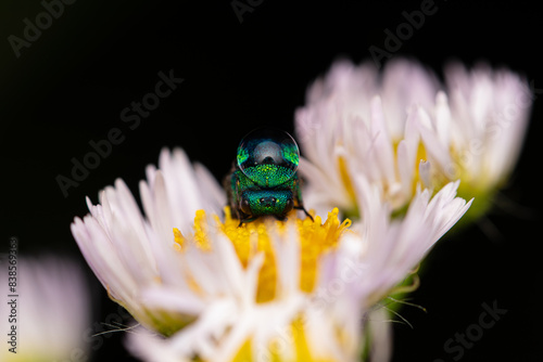 Ruby-tailed cuckoo wasp (Chrysis ignita) photo