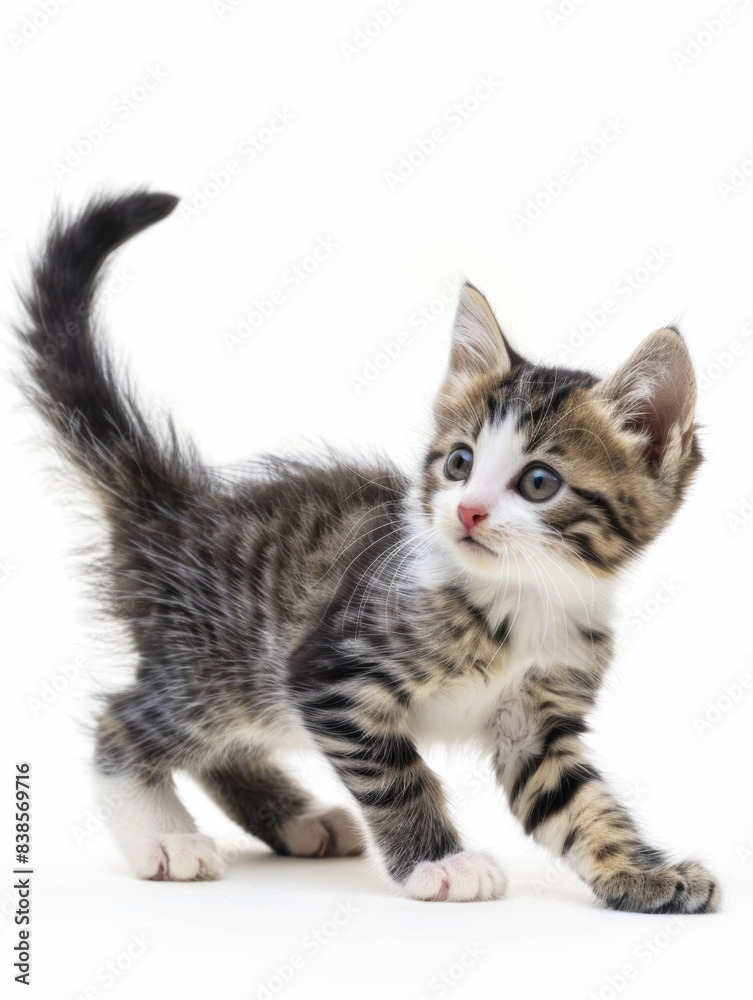 Fototapeta premium Playful kitten in a moment of curious exploration, white background.