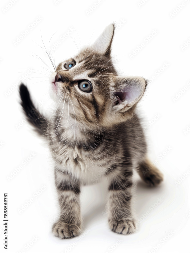Obraz premium Playful kitten in a moment of curious exploration, white background.