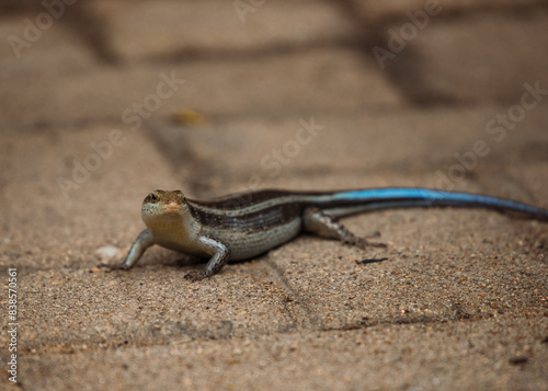 lizard with a blue tail looking at camera