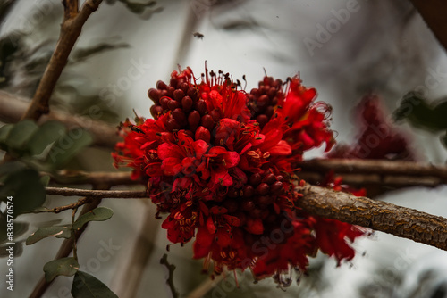 Red flower close up