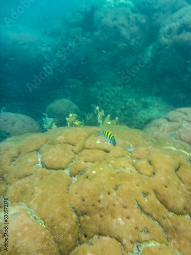 pez pequeño primer plano coral redondo luz de dia acuoso