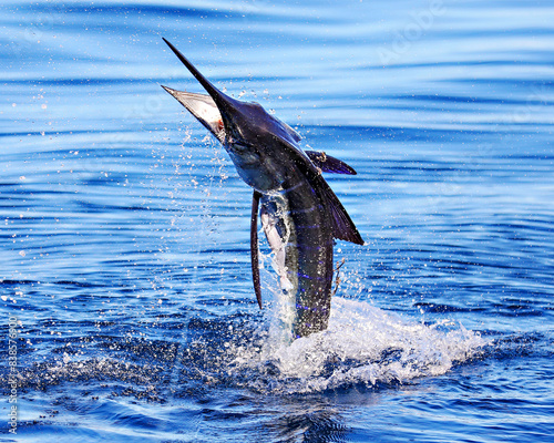 Hooking a Marlin