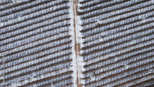 Aerial video of vineyards against a background of snow, Emek HaBacha El Rom photo