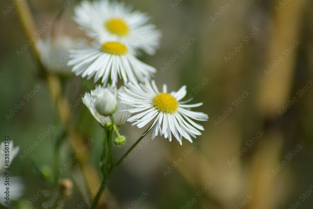 Nahaufnahme von weiß blühenden Blumen in ihrer natürlichen Umgebung Nahaufnahme von weiß blühenden Blumen in ihrer natürlichen Umgebung