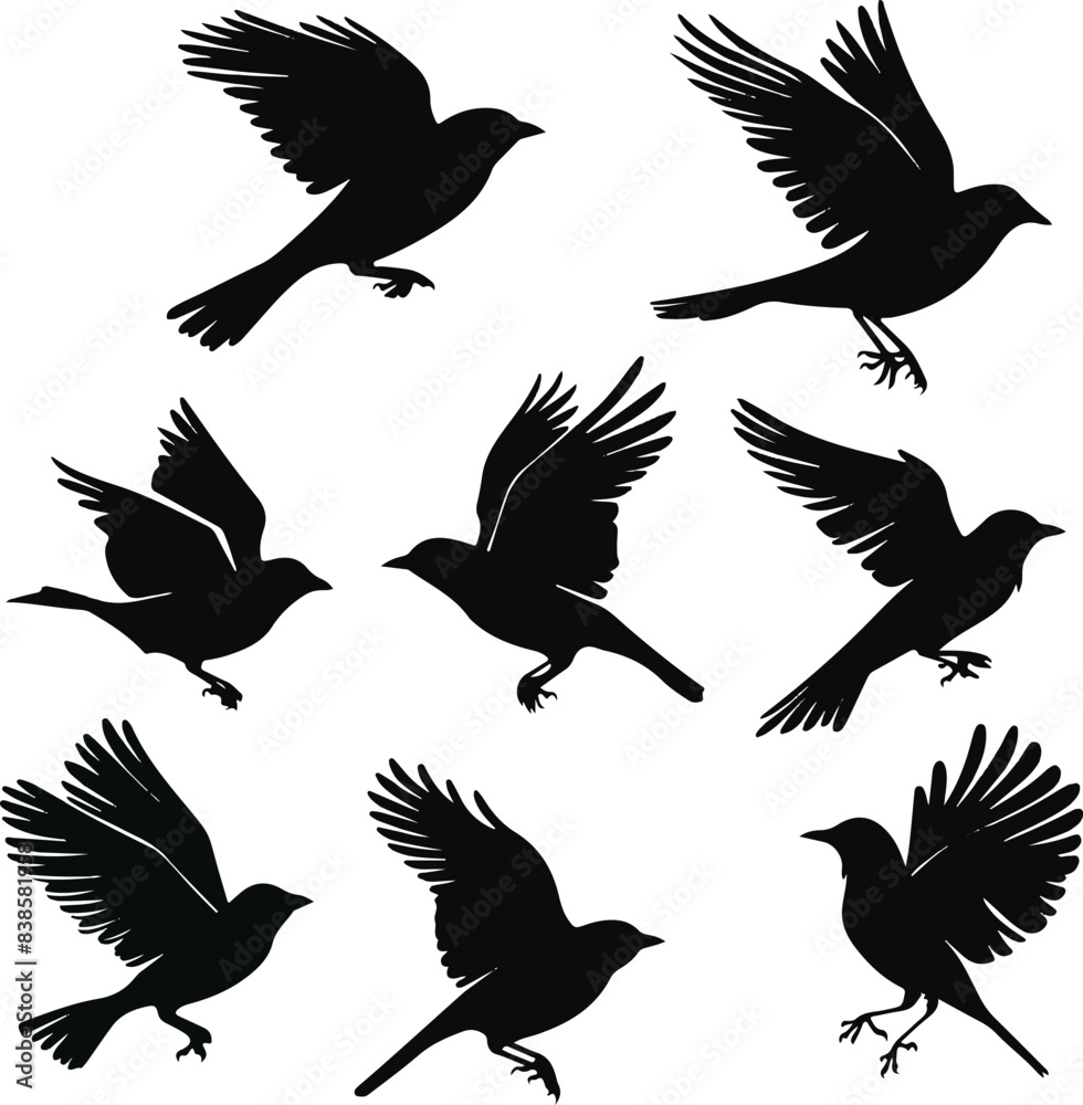 Fototapeta premium Set of black bird silhouettes Vector Illustration elements for design on White Background 