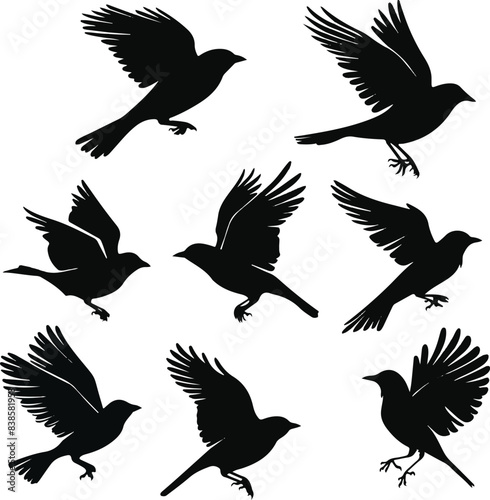 Set of black bird silhouettes Vector Illustration elements for design on White Background 