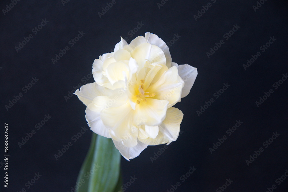 Double yellow tulipa, bulb plant, spring garden, on dark background Double yellow tulipa, bulb plant, spring garden, on dark background