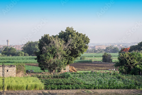Egyptian Country View, Green Fields