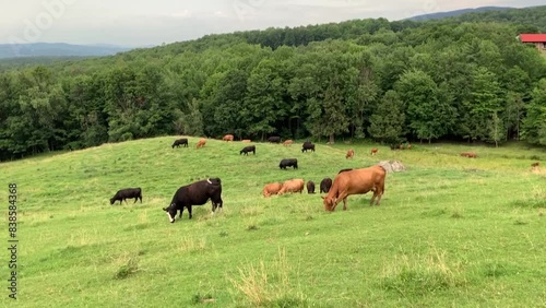 Cows in green pasture in a peaceful country landscape