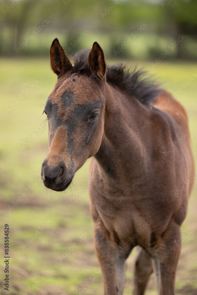 Baby horse foal quarter horse aqha sorrel bay chestnut pasture Baby horse foal quarter horse aqha sorrel bay chestnut pasture