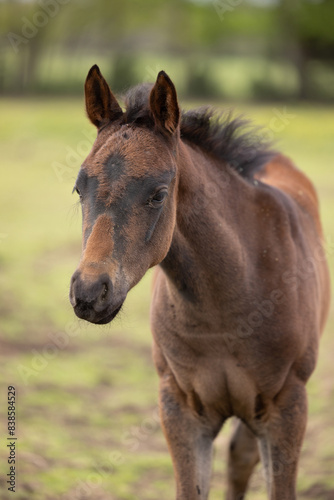 Baby horse foal quarter horse aqha sorrel bay chestnut pasture