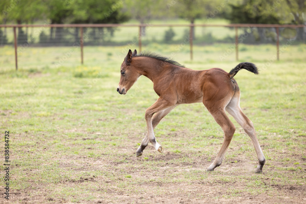 Baby horse foal quarter horse aqha sorrel bay chestnut pasture Baby horse foal quarter horse aqha sorrel bay chestnut pasture