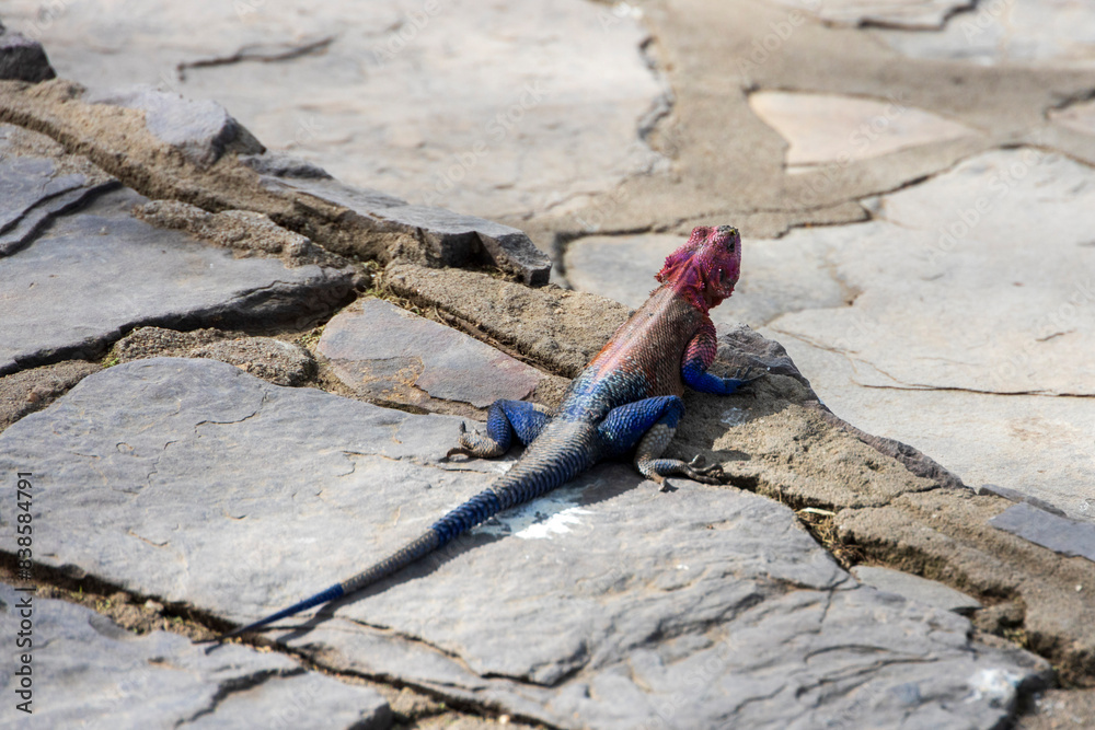 Tanzania - Serengeti National Park - Mwanza flat-headed rock agama (Agama mwanzae) Tanzania - Serengeti National Park - Mwanza flat-headed rock agama (Agama mwanzae)