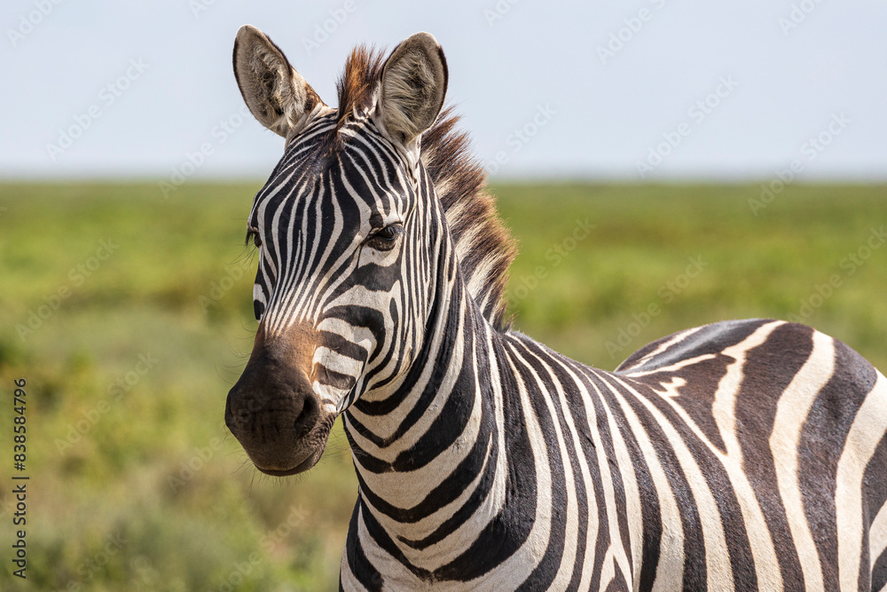 Tanzania -Serengeti National Park - plains zebra (Equus quagga) Tanzania -Serengeti National Park - plains zebra (Equus quagga)