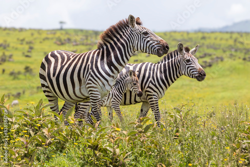 Tanzania -Serengeti National Park - plains zebra  Equus quagga 