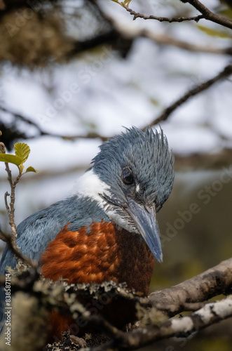 Majestic kingfisher perched among spring foliage