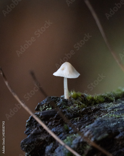 Mushrooms in the fall season