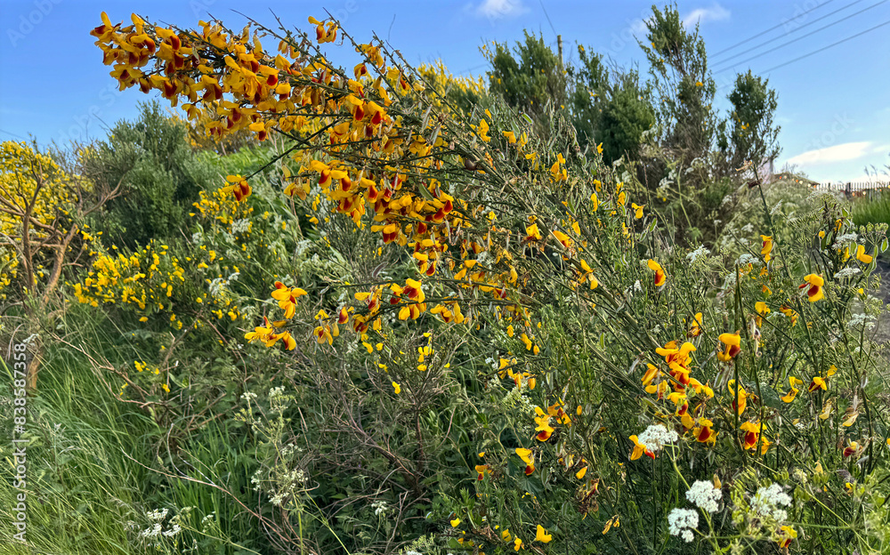Obraz premium Vibrant yellow flowers in a wild shrubbery landscape, beneath a blue sky, with wild plants and white flowers among the foliage, close to the roadside in, Shelf, Halifax, UK 