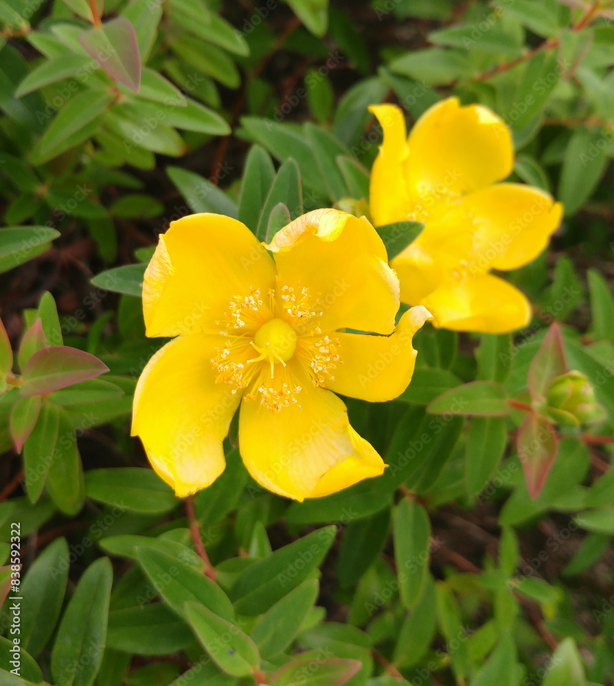 Goldencup St. Johnswort, Hypericum patulum in bloom, yellow flowers, ornamental and medicinal plant Goldencup St. Johnswort, Hypericum patulum in bloom, yellow flowers, ornamental and medicinal plant