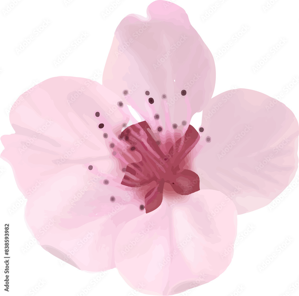 Fototapeta premium pink cherry blossom flower