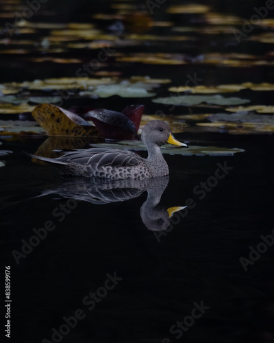 Serene Duck on Tranquil Waters