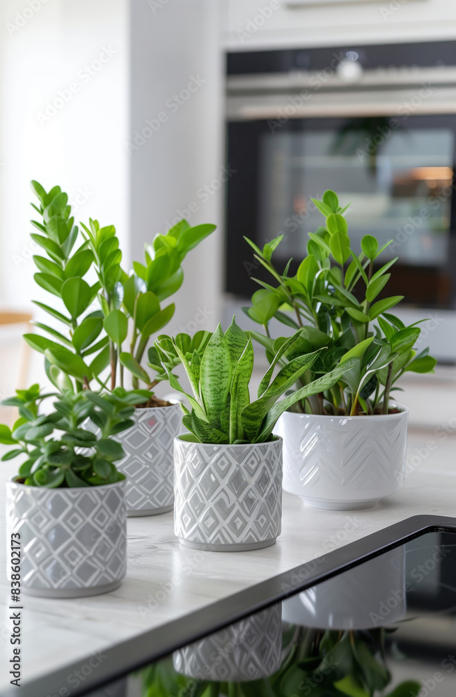 Indoor plants in ceramic pots on the table in the kitchen with modern design Indoor plants in ceramic pots on the table in the kitchen with modern design