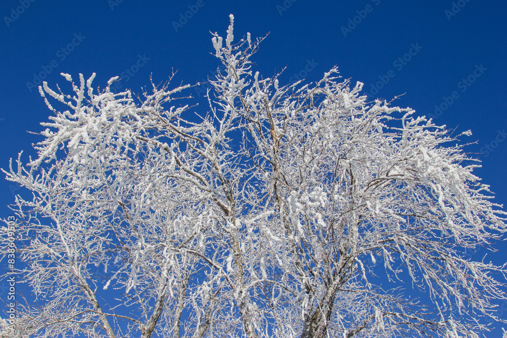 frosty branches frosty branches
