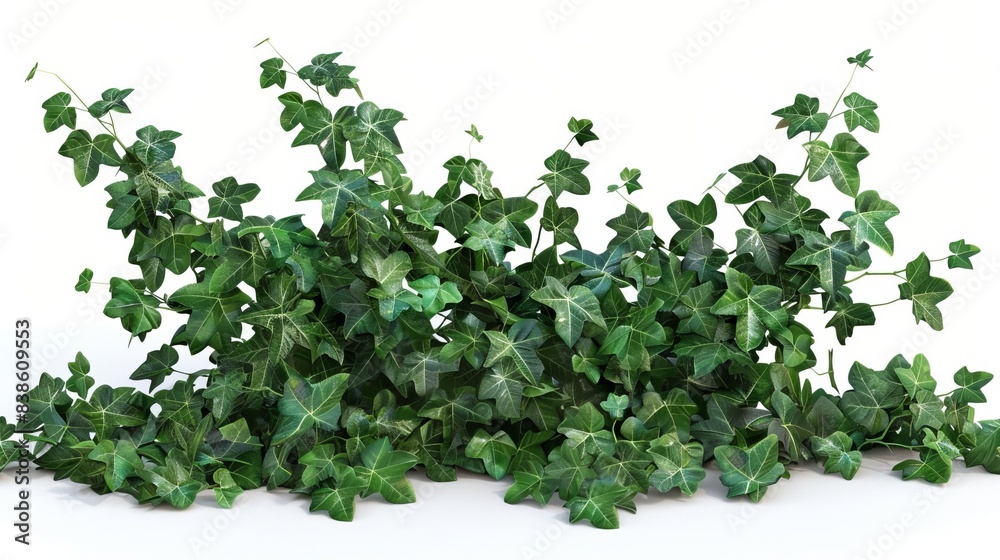 Naklejka premium lush green hedera helix ivy plant isolated on white background 3d botanical illustration