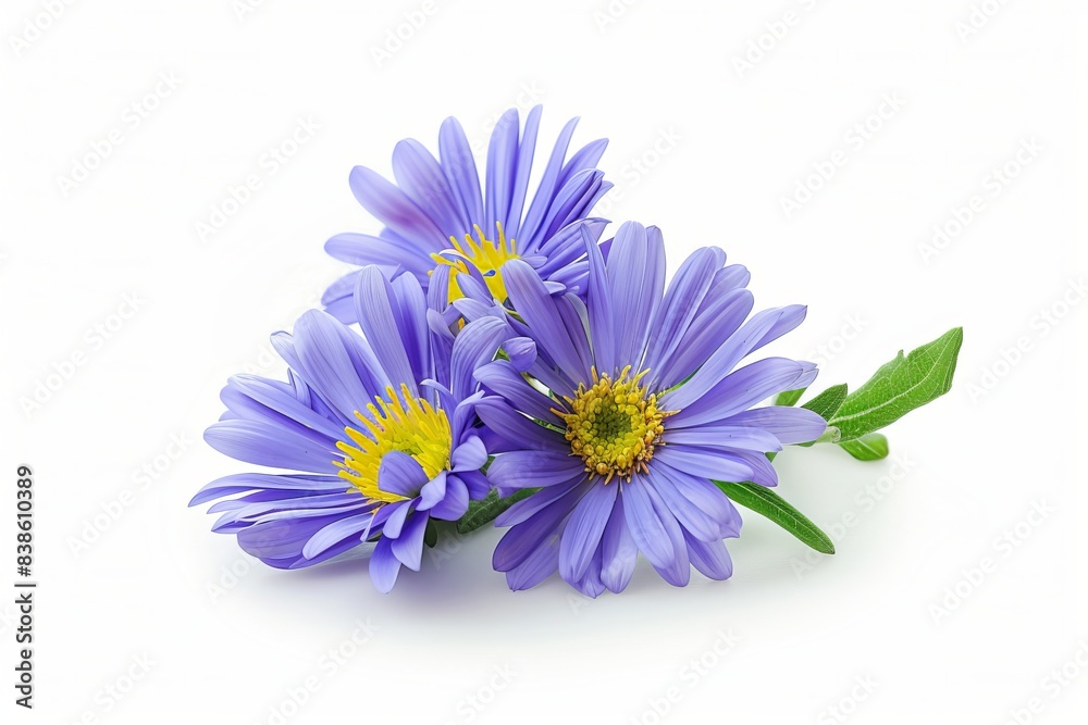 Aster on White Background. Beautiful Aster Flower Aster on White Background. Beautiful Aster Flower