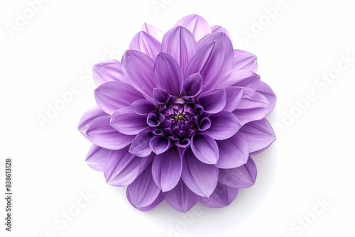 Purple Dahlia Isolated on White Background. Beautiful Dahlia Flower