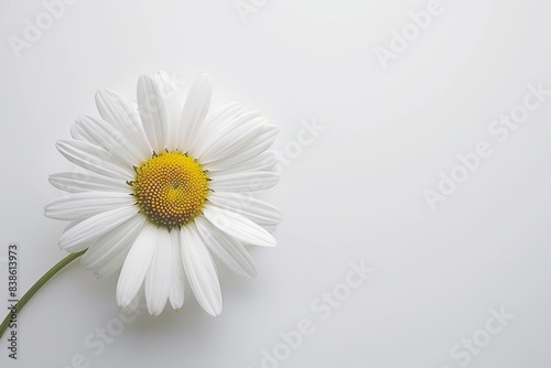 White Daisy Isolated on White Background. Beautiful Daisy Flower