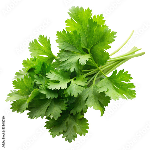 closeup photo of coriander on a transparent background 