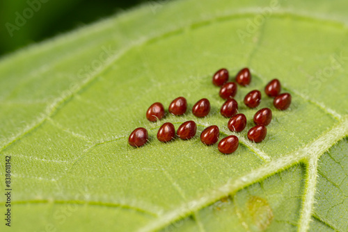 Squash beetle eggs on the underside of pumpkin plant leaf. Garden insects, gardening and agriculture pest control concept. photo