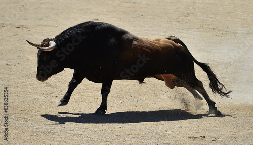 un toro bravo español corriendo en una plaza de toros