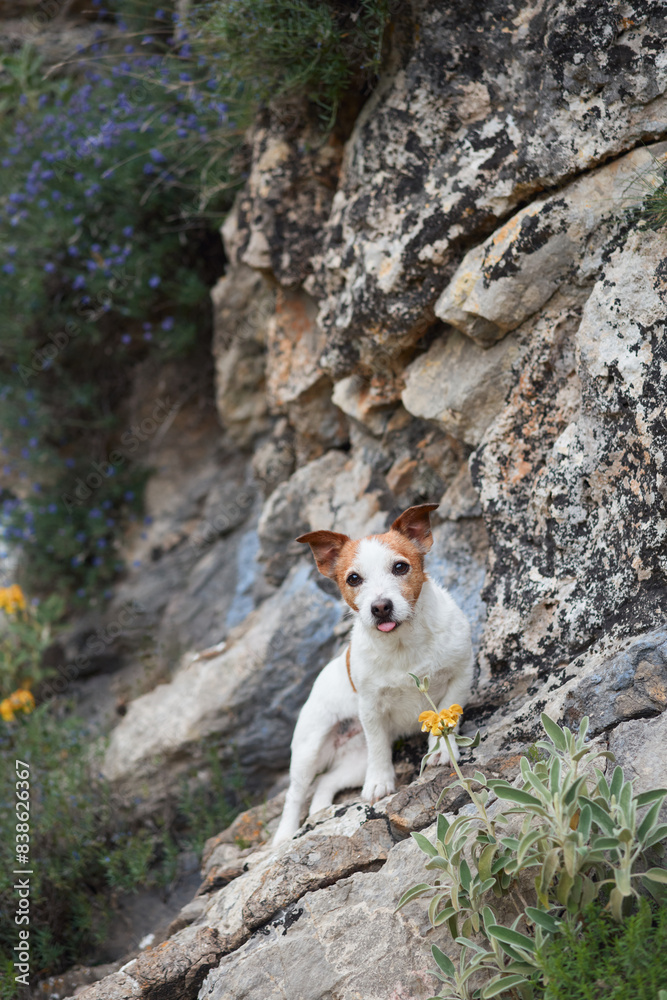 A Jack Russell Terrier rests among wildflowers on a rugged hillside. The vibrant blue flowers enhance the scenic beauty, portraying the dog as both a part of nature A Jack Russell Terrier rests among wildflowers on a rugged hillside. The vibrant blue flowers enhance the scenic beauty, portraying the dog as both a part of nature