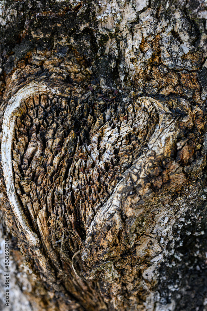 Naklejka premium ハート形の樹皮