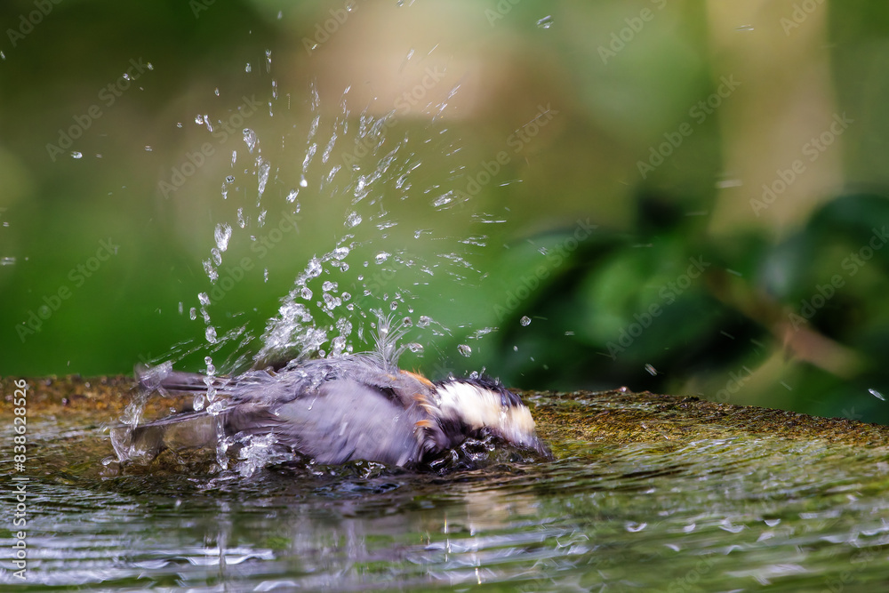 Fototapeta premium 泉で水浴びをする可愛いヤマガラ（シジュウカラ科）。日本国神奈川県秦野市、弘法山公園、権現山バードサンクチュアリにて。 2022年7月撮影。A lovely Varied Tit (Sittiparus varius) bathing in a spring. 