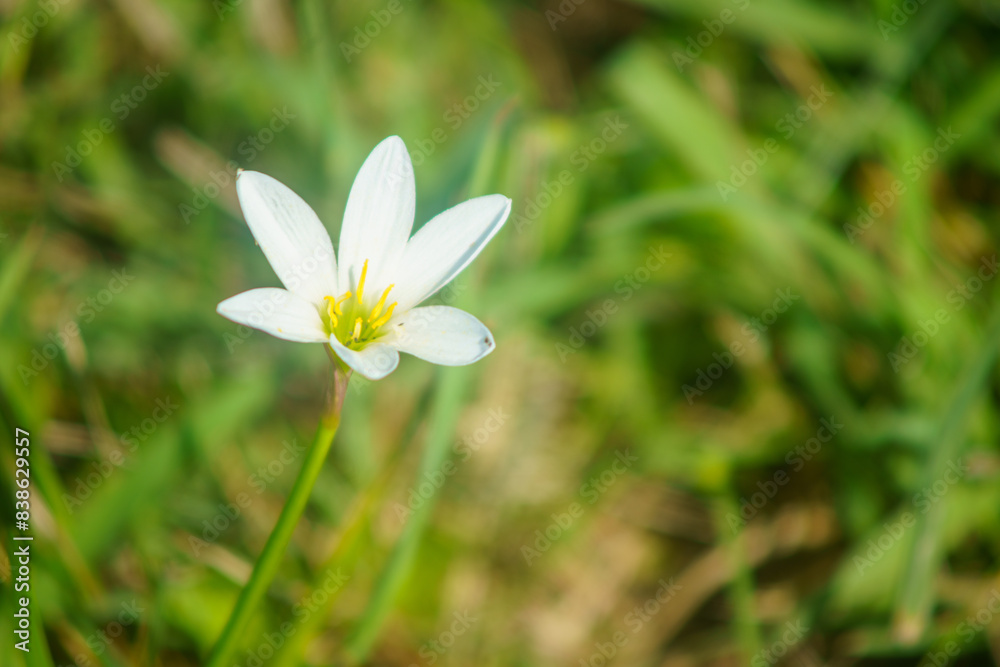 白い花 白い花