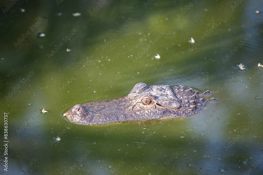 alligator nageant dans un marais en Floride alligator nageant dans un marais en Floride