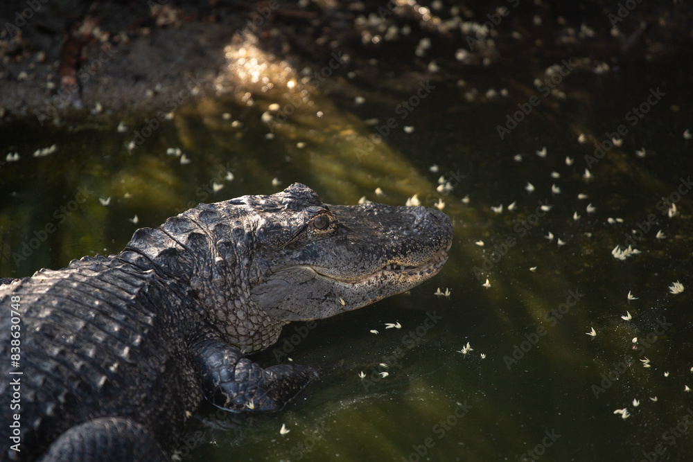 alligator nageant dans un marais en Floride alligator nageant dans un marais en Floride