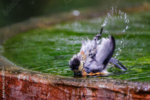                                                                                                                                                                                           2022   7              A lovely juvenile Varied Tit  Sittiparus varius  bathing in a spring. 