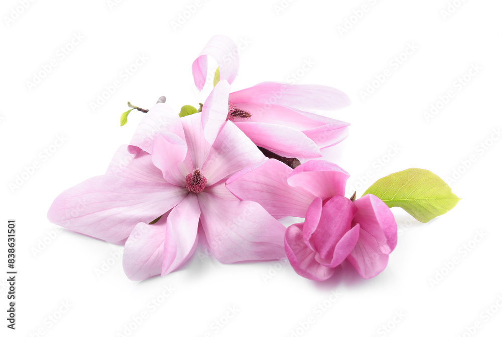 Obraz premium Beautiful pink magnolia flowers isolated on white