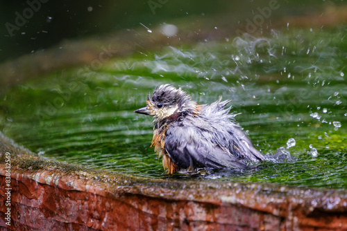 泉で水浴びをする可愛いヤマガラ（シジュウカラ科）の幼鳥。

日本国神奈川県秦野市、弘法山公園、権現山バードサンクチュアリにて。
2022年7月撮影。

A lovely juvenile Varied Tit (Sittiparus varius) bathing in a spring.
 photo