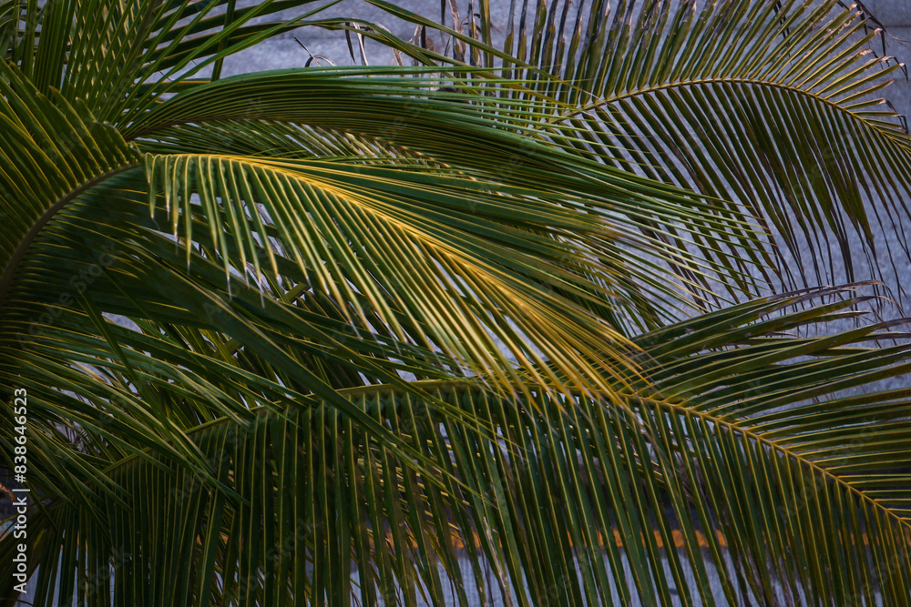 Naklejka premium hojas de palmera